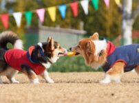 犬用おもちゃのおすすめ！安全性や知育も楽しめるペットトイ