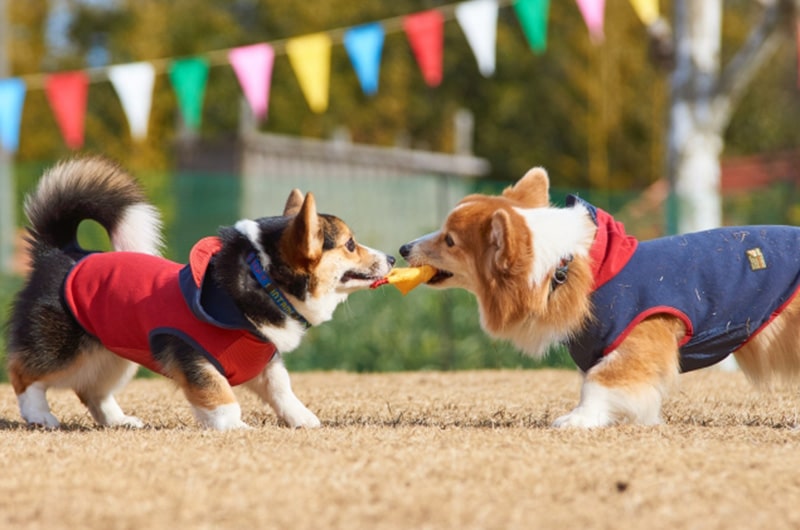 犬用おもちゃのおすすめ！安全性や知育も楽しめるペットトイ