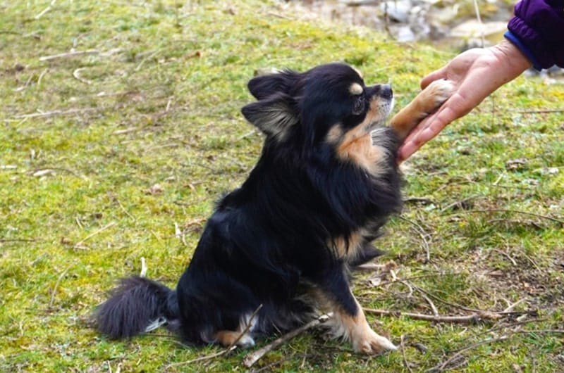 犬のしつけの順番は？しつけを始めるタイミングやコツ、注意点を解説