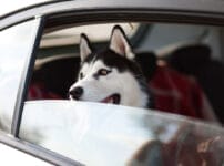 愛犬と一緒に旅行するときの事前準備や必要な物、注意点を解説