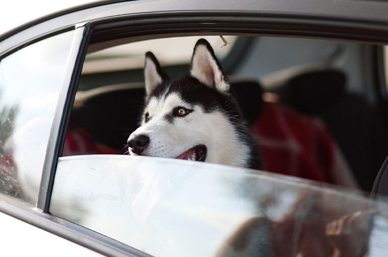 愛犬と一緒に旅行するときの事前準備や必要な物、注意点を解説