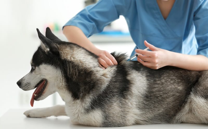 犬のワクチン