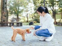 犬用給水器のおすすめ11選！安全で清潔な水が飲めるアイテムとは？