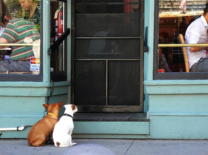 愛犬同伴OKの新宿おすすめドッグカフェ20選