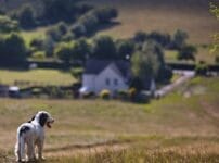 東海の愛犬と泊まれるおすすめコテージ・貸別荘16選！選び方や注意点について