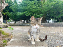 沖縄で出会った、とても人懐っこい野良猫たち