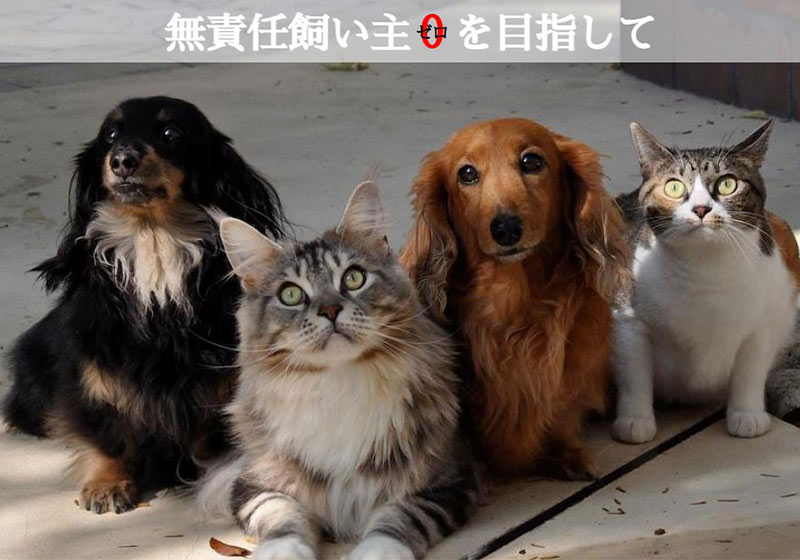 NPO法人みなしご救援隊 犬猫譲渡センター