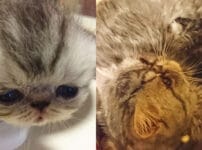 【第2回】エキゾチックショートヘアの赤ちゃん猫と出産準備で必要なもの10品目