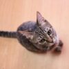 【第4回】子猫がやってくる！迎え入れ準備で用意した6つのもの