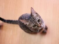 【第4回】子猫がやってくる！迎え入れ準備で用意した6つのもの