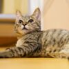 【第5回】ついに子猫がやって来た！驚きと気づきの連続だった日々