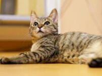 【第5回】ついに子猫がやって来た！驚きと気づきの連続だった日々