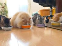 【第5回】猫をお迎えしたことで自分が成長し、動物ライター&デザイナーになる