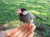 文鳥の餌はどんなもの？主食や副食、食べて良いものといけないものを解説