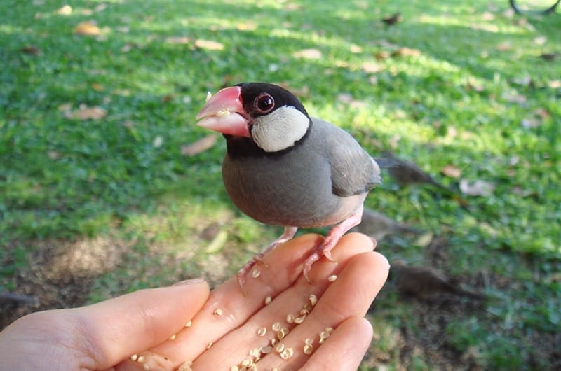 文鳥の餌はどんなもの？主食や副食、食べて良いものといけないものを解説