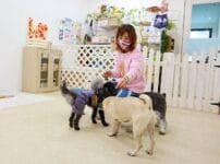 明大前のパピーラブで、トイプードルのしつけ経験No.1先生による「愛犬が幸せになるしつけ」を